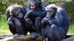 Jak zwierzęta mogą komunikować się ze sobą?