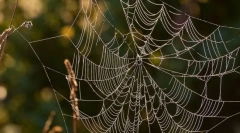 Jak polować na pająki