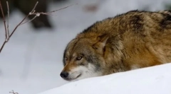 Jak polowanie na wilki?