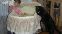 Jak kot bierze do noworodka