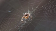 Jako splot splot web?