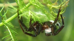 Jako pajęczynowe oddycha pod wodą?