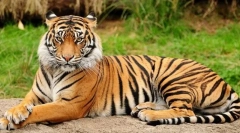 Jak drapieżniki i roślinożery różnią się wyglądem?