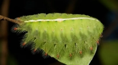 Jak czołgały caterpillarary śluzowe?