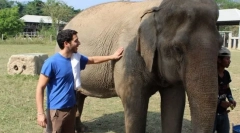 Jak oswojony słonia azjatyckiego