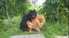 Jak po raz pierwszy dziewiarstwo psów: jak pomóc zwierzęta