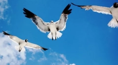 Jak ptaki zorientowane w powietrzu?