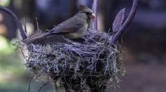 Jak ptaki budują gniazda?