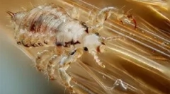 Jak pomnożyć, rozwijać się i przejść