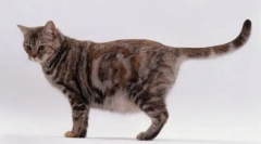 Jak rodzi kota po raz pierwszy