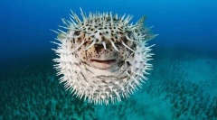 Jak chroniona jest ryba