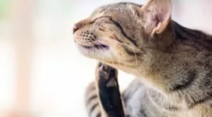 Jak współistniejące błędy i zwierzęta domowe?