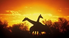 Jak śpią zwierzęta?