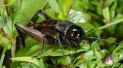 W jaki sposób krykietki są rozdrabniane: przepisy dotyczące odzyskiwania dźwięku