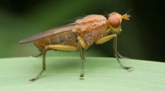 Jak tennica zmaga się z ślimakami?