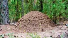 Jak zorganizowany jest mrowisko?