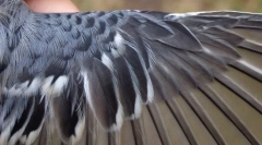 Jak zorganizowany jest piórko?