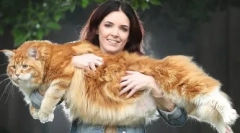 Jak organizowane są koty: ciekawe fakty dotyczące zewnętrznej i wewnętrznej struktury tych zwierząt