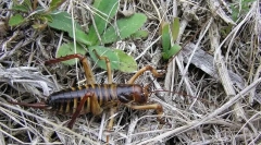 Jak wiatry są zapisywane z zimna?