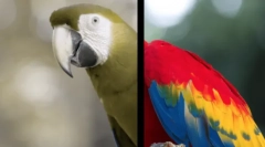 Jak psy widzą świat