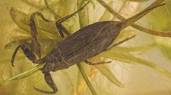 Jak skorpion wodny oddycha pod wodą?