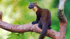 Jak wygląda sznur (zdjęcie): hirtuoso forest predator