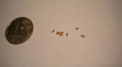 Co patrzysz podczas analizowania kałów robaków