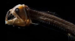 Jak wyglądają najbardziej straszne stworzenia morskie (zdjęcie)