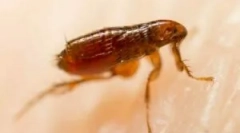 Jak wyglądają bitewy bleff