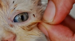 Jak usunąć pchły w kota w domu