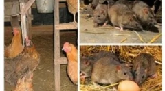 Jak przynieść szczury w szopie?