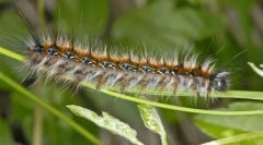 Jak żyją gąsienice caterpillar?