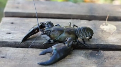 Jak żyć rakami i kraby