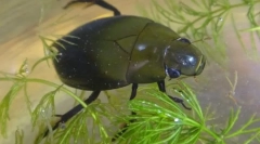 Jako chrząszcz buta oddycha pod wodą?