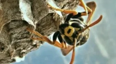 Jak zima i co jeść osy?