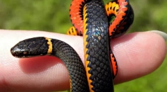 Jak węża poruszają się bez nogi?