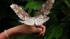 Jaki motyl jest największy?