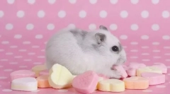 Jakie jedzenie jest zabronione chomik?