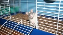 Która komórka jest potrzebna na szczur, rozmiary, jak to zrobić