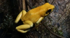 Jaki rodzaj żaba jest najbardziej trujący?