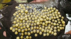 Co za żaba wyklucza swoje potomstwo na plecach?