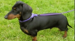 Jaki rodzaj rasy psów jest najbardziej zły?