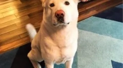 Jaka rasa glukozy psa