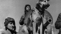 Jaki pies wziął udział w paradzie zwycięstwa z 1945 roku.?