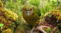 Kakapo: dobroodowana papuga, podobna do ol (9 zdjęć)