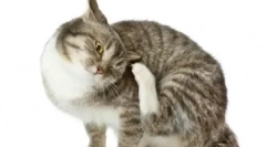 Jakie leki przeciwhistaminowe są używane do leczenia kotów