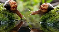 Jakie są mięczaki?