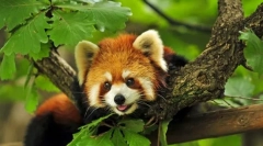 Czym są zwierzęta?