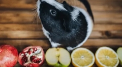 Jakie owoce i jagody jedzą świnkę morską