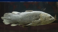 Który z słynnych żywych istot najbardziej starożytnych?